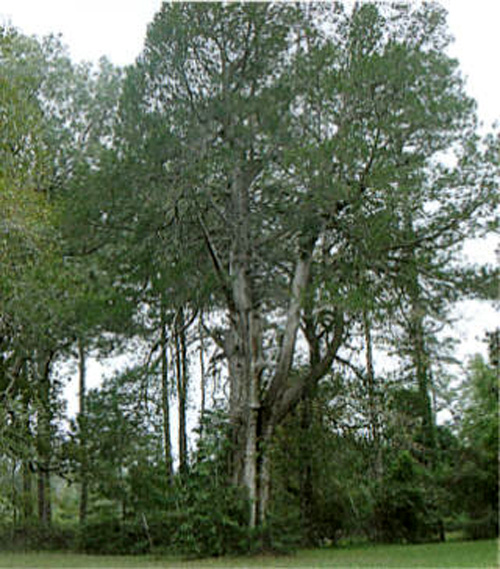 Turner Redcedar-recent